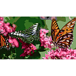 Мініатюра товару Картина за номерами Метелики (50х25 см) - 1