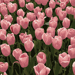 Картина за номерами Рожеві тюльпани (20х20 см)