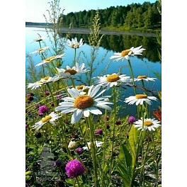 Алмазна мозаїка Ромашки біля річки (50х65 см)