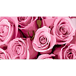 Миниатюра товара Картина по номерам Розовые розы (50х25 см) - 1