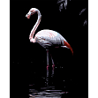 Миниатюра товара Картина по номерам Фламинго в воде (40х50 см) - 1