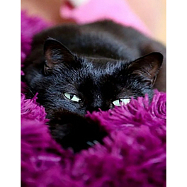 Алмазна мозаїка Чорний котик в покривалі (40х50 см)