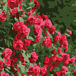 Мініатюра товару Картина за номерами Розкіш троянд (20х20 см) - 1