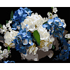 Картина за номерами Блакитно-білі гортензії (40х50 см)