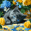 Картина по номерам Блакитнооке кошеня (40х40 см)