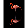 Картина за номерами Фламінго (30х40 см)