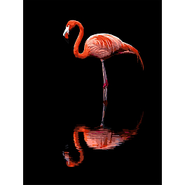 Картина за номерами Фламінго (30х40 см)