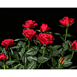 Мініатюра товару Картина за номерами Яскраві червоні троянди (40х50 см) - 1