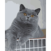 Картина за номерами Цікавий котик (40х50 см)