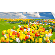 Мініатюра товару Картина за номерами Поле тюльпанів (50х25 см) - 1