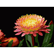 Мініатюра товару Картина за номерами Квітка гербери (30х40 см) - 1