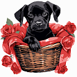 Миниатюра товара Картина по номерам Чёрный щенок с розами (20х20 см) - 1