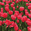 Картина по номерам Красные тюльпаны (20х20 см)