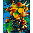 Миниатюра товара Картина по номерам Зеленый кокос (40х50 см) - 1