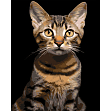 Мініатюра товару Картина за номерами Смугастий кіт (40х50 см) - 1