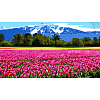 Картина по номерам Пейзаж с тюльпанами (50х25 см)