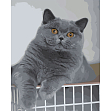 Мініатюра товару Картина за номерами Цікавий котик (40х50 см) - 1