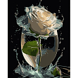 Миниатюра товара Картина по номерам Роза в стеклянном весе (40х50 см) - 1