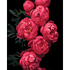 Картина по номерам Розовые пионы (40х50 см)