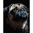 Мініатюра товару Картина за номерами Портрет мопса (40х50 см) - 1