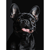 Картина по номерам Французский черный бульдог (30х40 см)