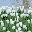 Миниатюра товара Картина по номерам Белые тюльпаны (20х20 см) - 1