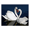 Картина по номерам Лебеди в воде (40х50 см)