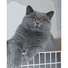 Картина по номерам Интересный котик (40х50 см)