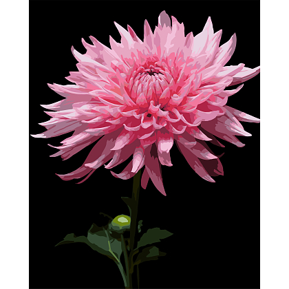 Картина по номерам Розовая георгина (40x50 см), бренду Strateg - KUBIX