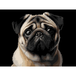 Картина за номерами Мопс (30х40 см)