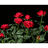 Картина по номерам Яркие красные розы (40х50 см)