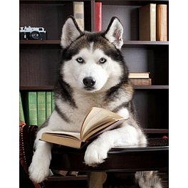 Алмазна мозаїка Хаскі з книгою (30х40 см)