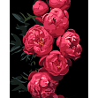 Мініатюра товару Картина за номерами Рожеві півонії (40х50 см) - 1