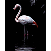 Картина за номерами Фламінго у воді (40х50 см)