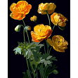 Миниатюра товара Картина по номерам Желтые цветки (40х50 см) - 1