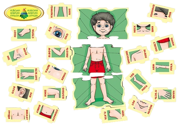 Настольная игра Части тела, бренду Киевская фабрика игрушек, для 1-2 гравців - 3 - KUBIX