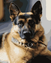 Картина по номерам Немецкая овчарка (40х50 см)