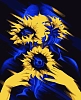 Картина по номерам Соняхи (40х50 см)