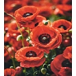 Мініатюра товару Алмазна мозаїка Чарівність червоних маків (30х40 см) - 1