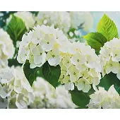 Миниатюра товара Алмазная мозаика Белое сияние (30х40 см) - 1