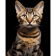 Миниатюра товара Картина по номерам Полосатый кот (40х50 см) - 1