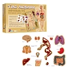 Учебная игра "Тело человека" (с многоразовыми наклейками)