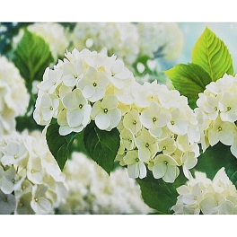 Алмазная мозаика Белое сияние (30х40 см) - KUBIX Алмазная мозаика Белое сияние (30х40 см)