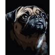 Миниатюра товара Картина по номерам Портрет мопса (40х50 см) - 1