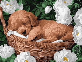 Картина по номерам Сонний пудель (30х40 см)