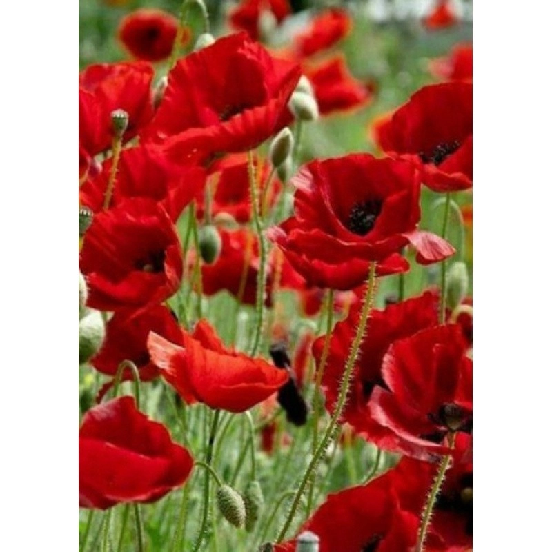 Алмазная мозаика «Очаровательные полевые маки» (30х40 см), бренду Strateg - KUBIX