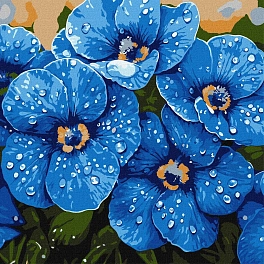 Картина по номерам Голубые фиалки в росе (40х40 см)