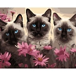 Миниатюра товара Картина по номерам Сиамские коты среди цветов (40х50 см) - 1