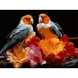 Миниатюра товара Картина по номерам Птичья пара (30х40 см) - 1