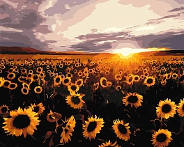 Картина по номерам Поле подсолнухов (40х50 см)